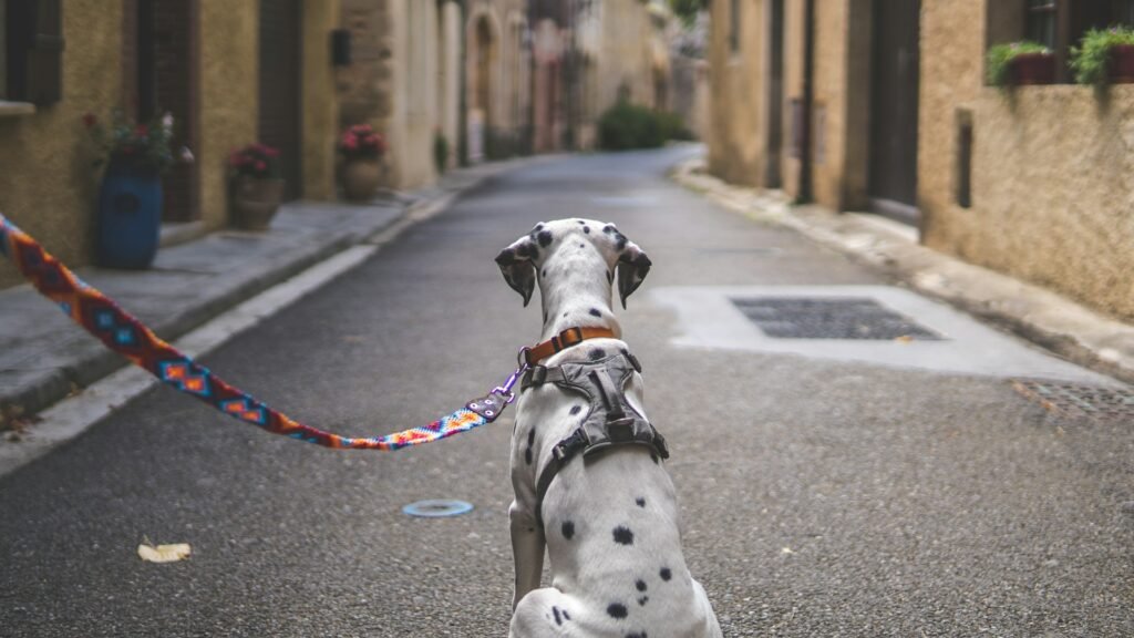 Cachorro e a lei: dálmata sendo conduzido pela guia durante passeio em via pública