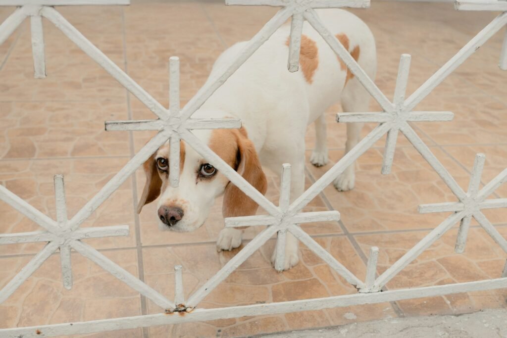 Cachorro e a lei: beagle branco e caramelo olhando através do portão de ferro de uma casa