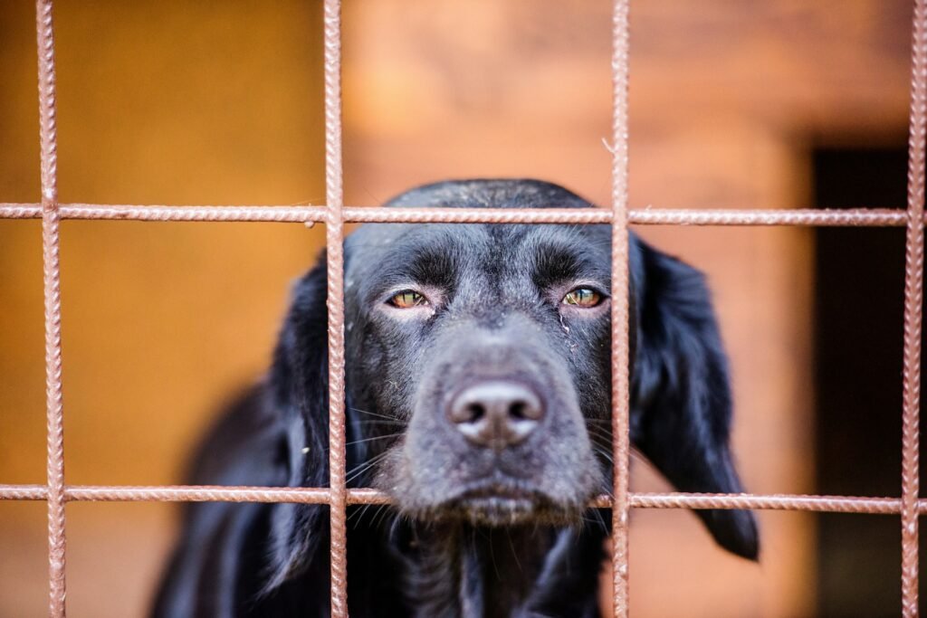 Cachorro e a lei: cachorro preto olhando triste atrás das grades de um canil