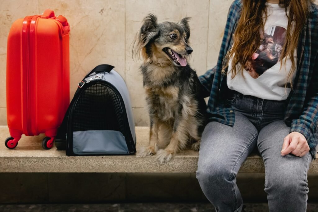 Cachorro e a lei: cachorro pequeno ao lado da tutora com mala e bolsa de transporte para viagem