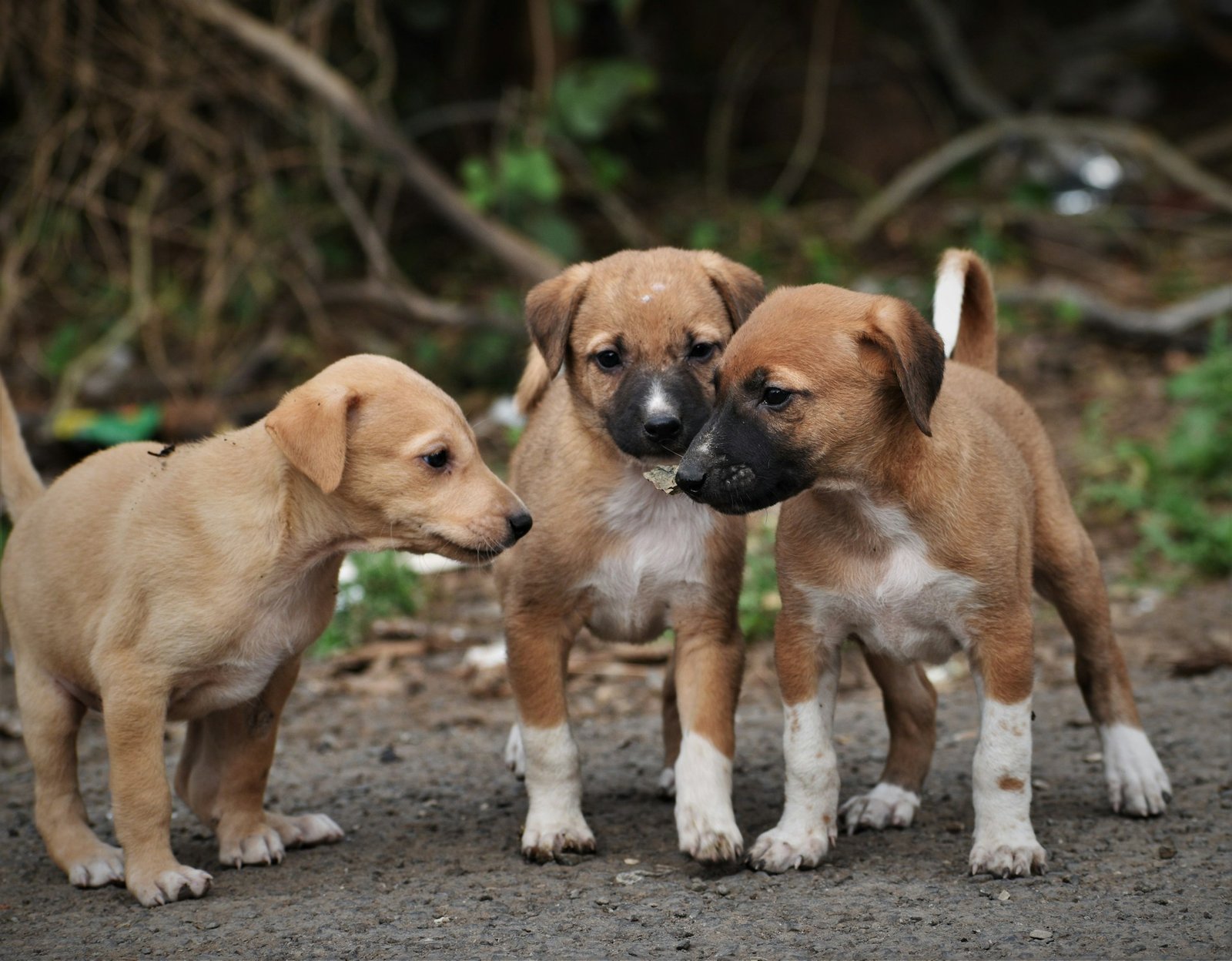 Transfusão de sangue em cachorro: três filhotes vira-latas juntos ao ar livre, representando a variedade de perfis caninos