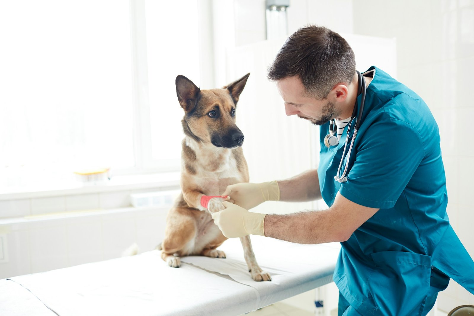 Transfusão de sangue em cachorro: veterinário de jaleco azul enfaixa a pata dianteira de um cão em atendimento clínico