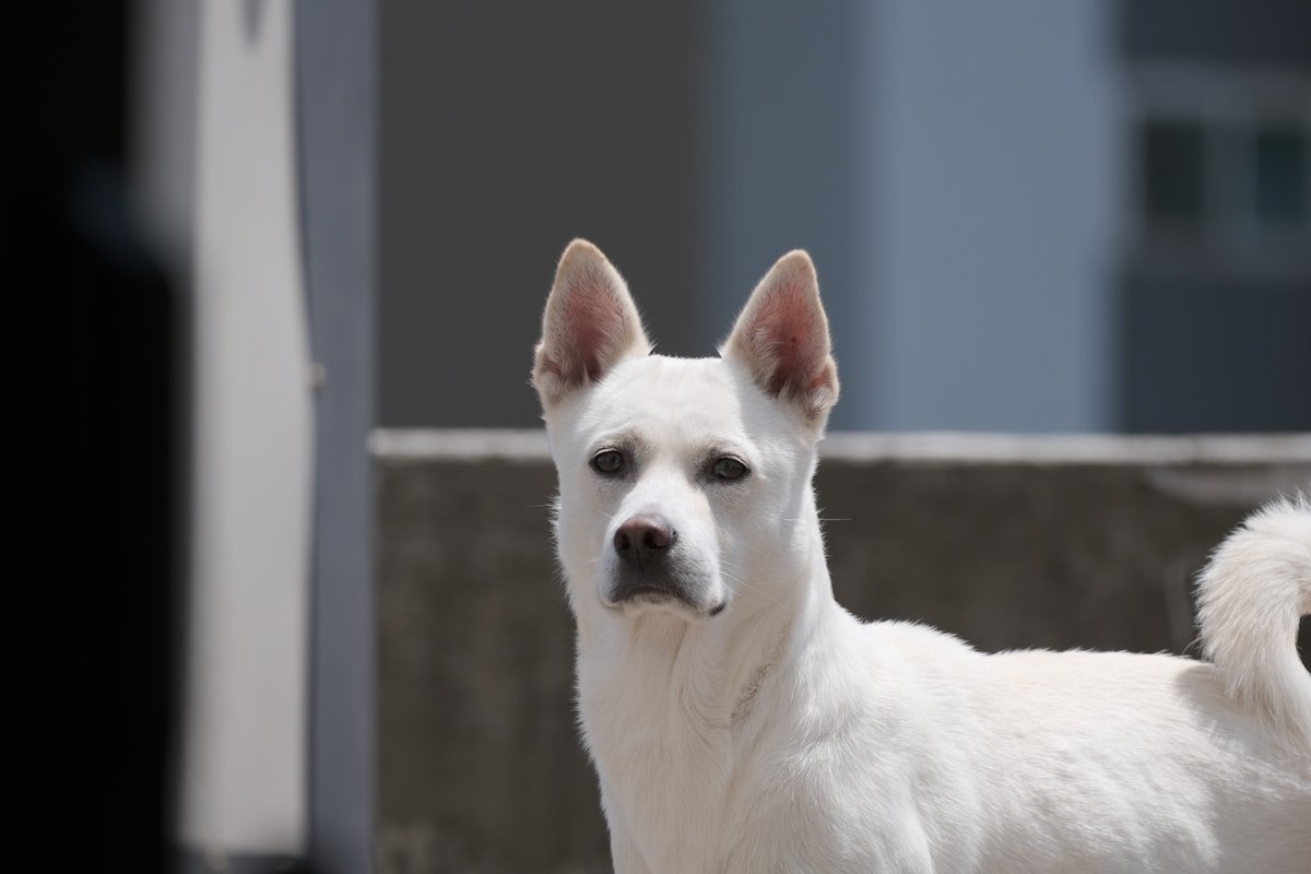 Tudo Sobre o Akita Branco: O Que Esperar, Como Cuidar e Amar Essa Raça Akita Branco em pé, olhando fixamente para a câmera com expressão vigilante e reservada diante de um ambiente novo