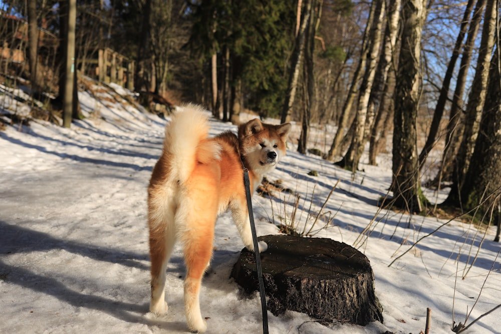 Tudo Sobre o Akita Branco: O Que Esperar, Como Cuidar e Amar Essa Raça Akita Branco passeando em dia frio na neve, ilustrando a resistência da pelagem dupla da raça ao clima