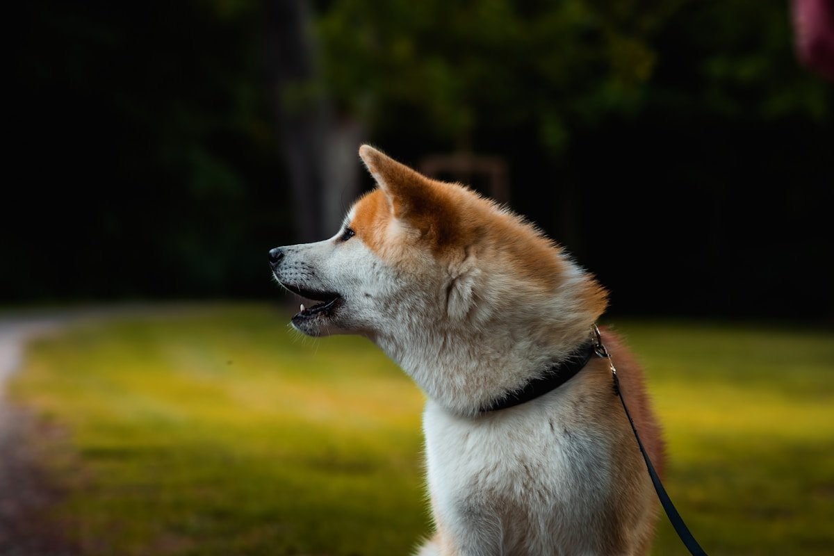 Tudo Sobre o Akita Branco: O Que Esperar, Como Cuidar e Amar Essa Raça Akita Branco de perfil, boca entreaberta, em ambiente ao ar livre com iluminação suave