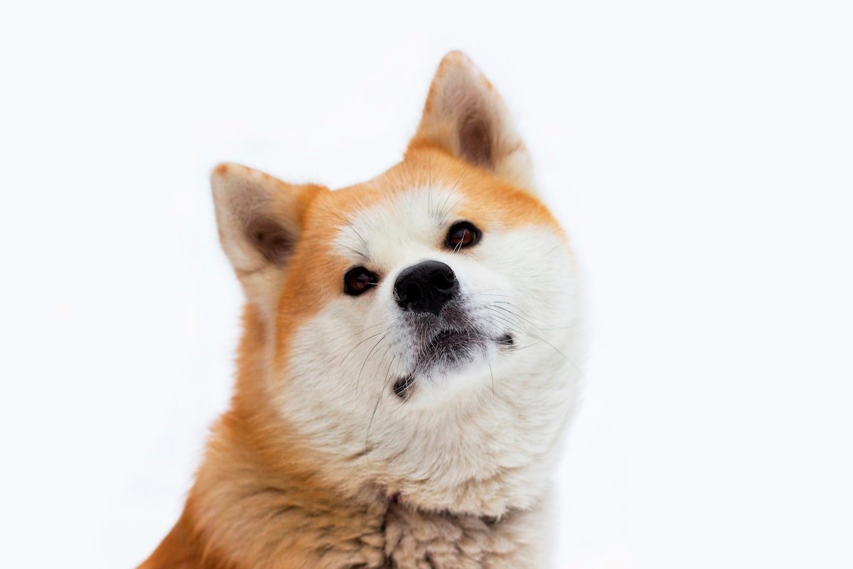 Tudo Sobre o Akita Branco: O Que Esperar, Como Cuidar e Amar Essa Raça Akita Branco em pé de perfil, mostrando o formato triangular da cabeça e as orelhas eretas típicas da raça