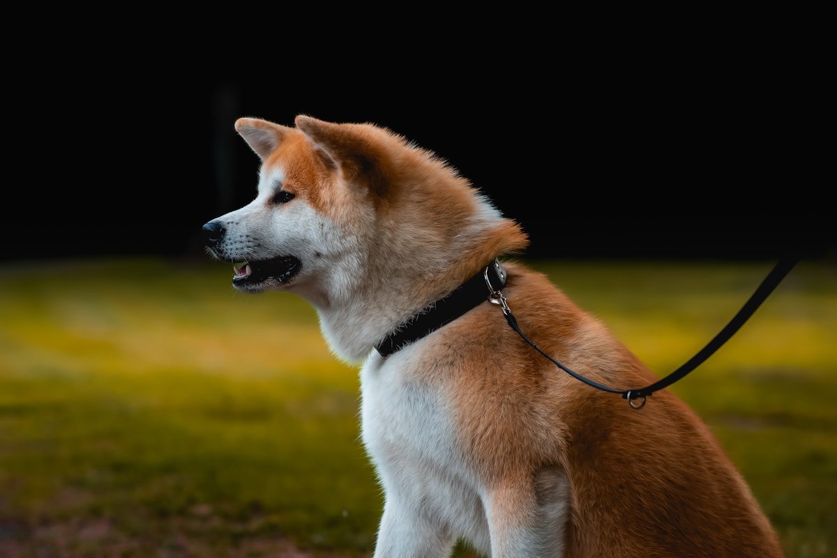 Tudo Sobre o Akita Branco: O Que Esperar, Como Cuidar e Amar Essa Raça Akita Branco sentado e atento, com coleira, observando o ambiente ao redor com postura firme