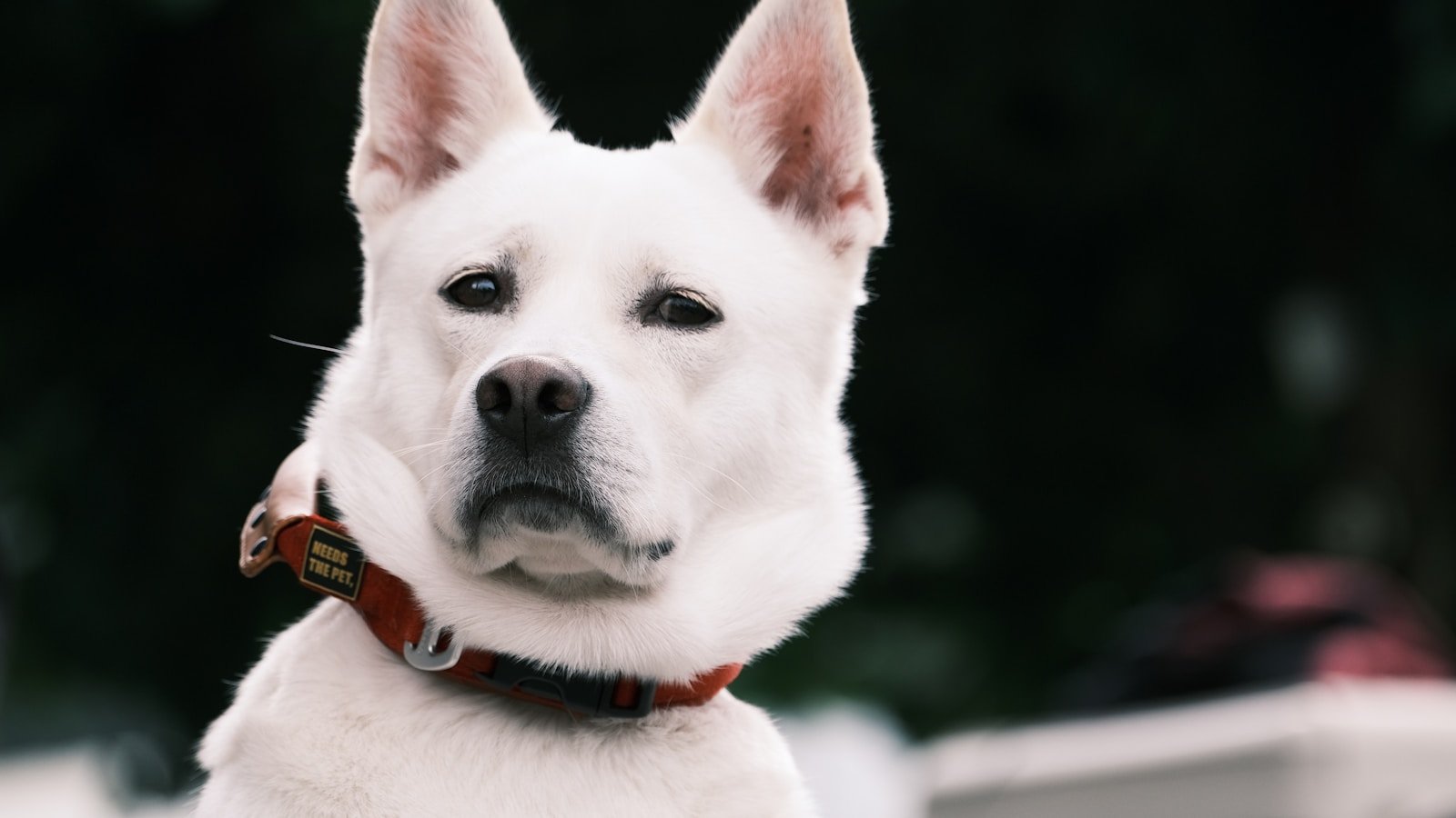 Akita Branco olhando fixamente para a câmera, com pelagem totalmente branca e orelhas eretas