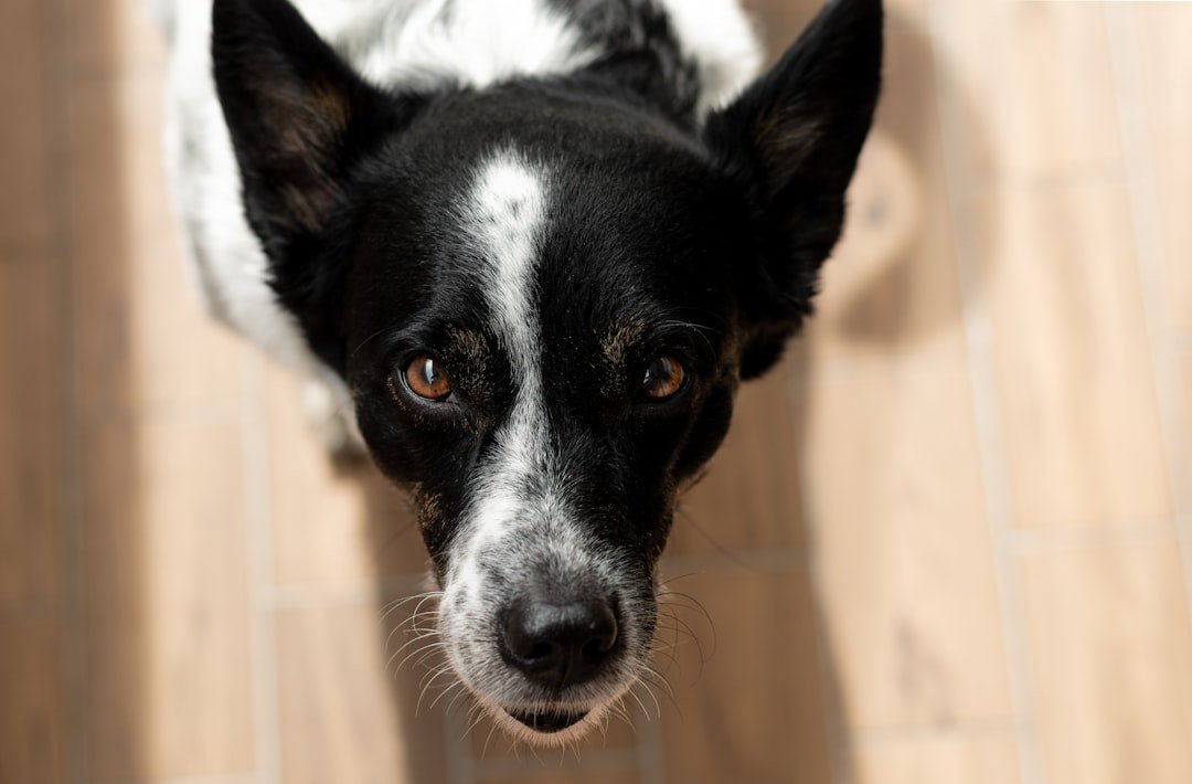 Alma gêmea animal: cachorro olhando fixamente e atento para o dono