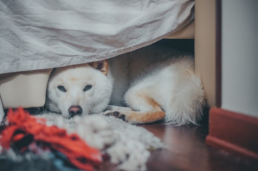Ansiolítico para cachorro: será que existem alternativas melhores? Cão escondido embaixo da cama, sinal de ansiedade