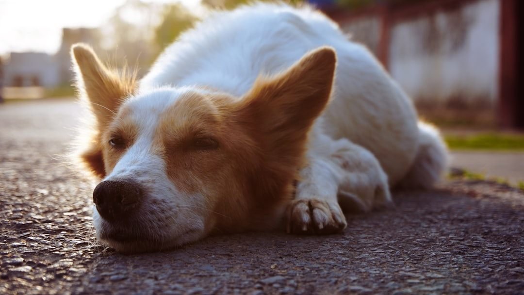 Ansiolítico para cachorro: cão deitado tranquilo sob luz do entardecer