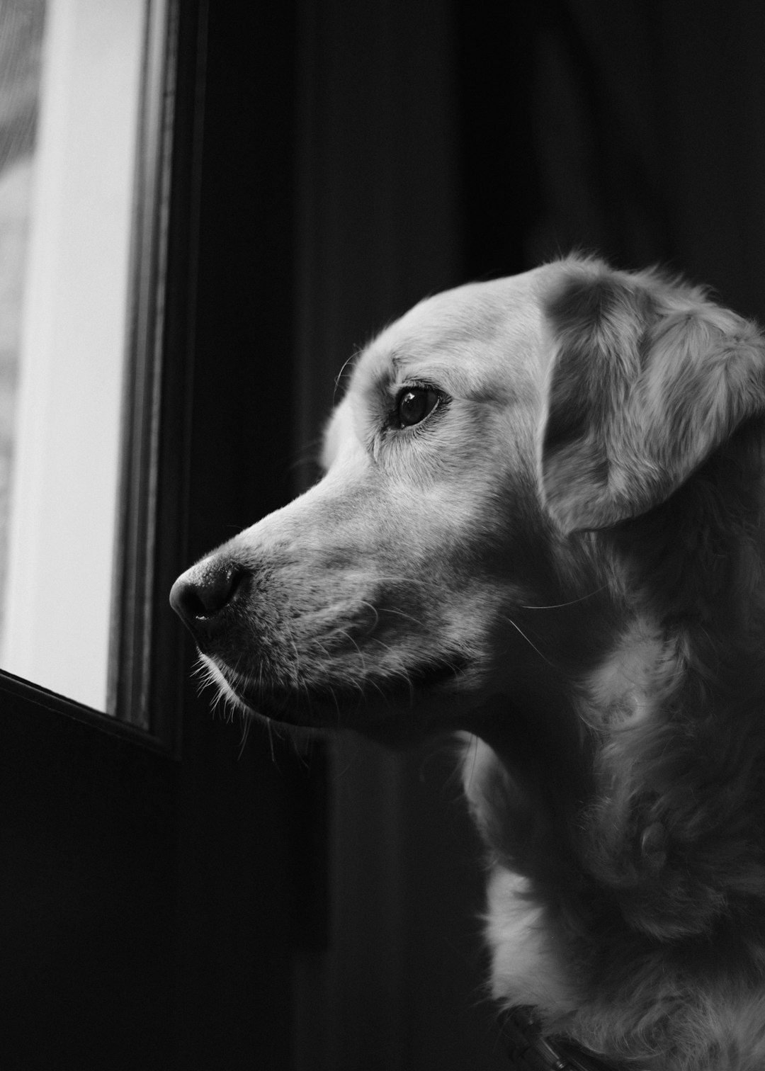 Ansiolítico para cachorro: será que existem alternativas melhores? Cão observando pela janela à espera do tutor