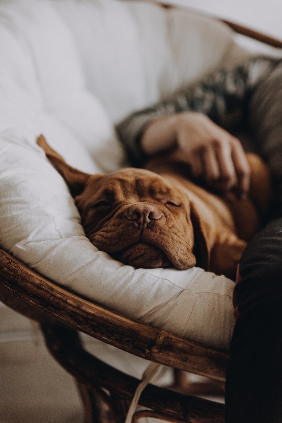 Ansiolítico para cachorro: riscos, uso e alternativas Cão dormindo tranquilo no colo do tutor, ambiente aconchegante e relaxado