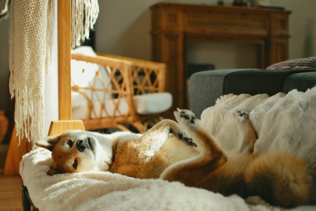 Ansiolítico para cachorro: será que existem alternativas melhores? Cão relaxado em ambiente calmo de casa