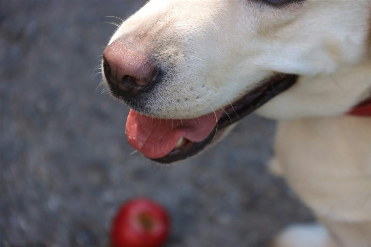 Focinho de cachorro em close perto de uma maçã desfocada ao fundo