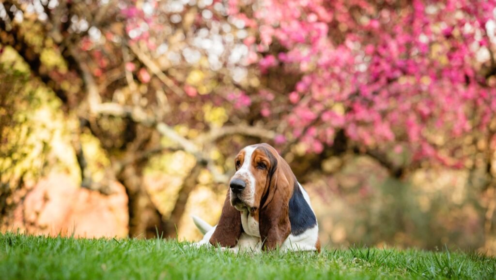 Basset cachorro deitado na grama com uma árvore florida rosa ao fundo