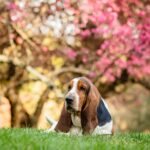 Basset cachorro deitado na grama com uma árvore florida rosa ao fundo
