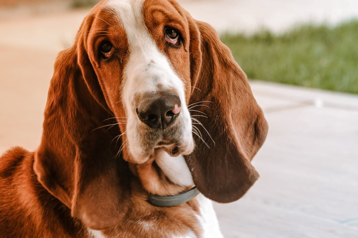 Basset cachorro em close mostrando as orelhas compridas e a pele solta do rosto