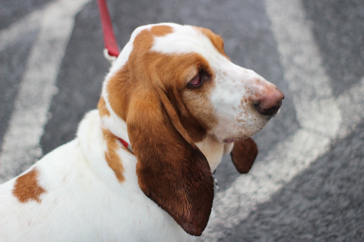 Basset cachorro sendo passeado com guia em uma via pública