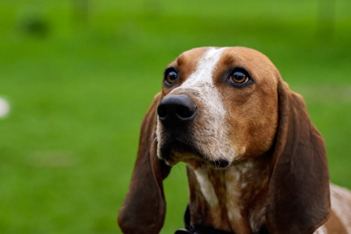 Basset cachorro com o focinho enrugado característico ao ar livre