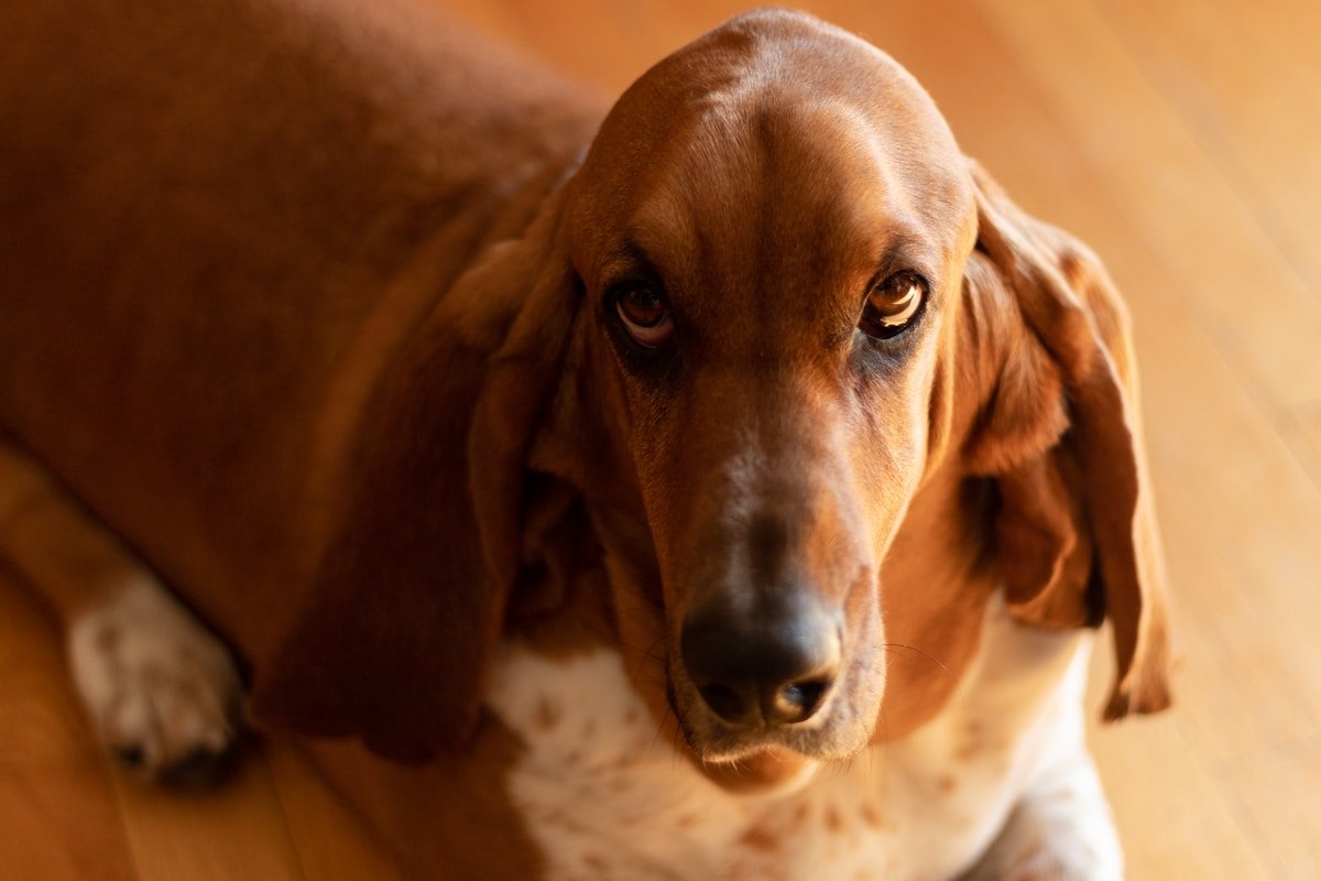 Basset cachorro deitado em piso de madeira, olhando para o tutor