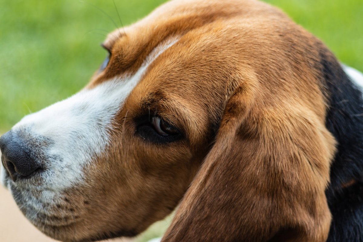 Basset cachorro em close de perfil, evidenciando as dobras de pele do focinho
