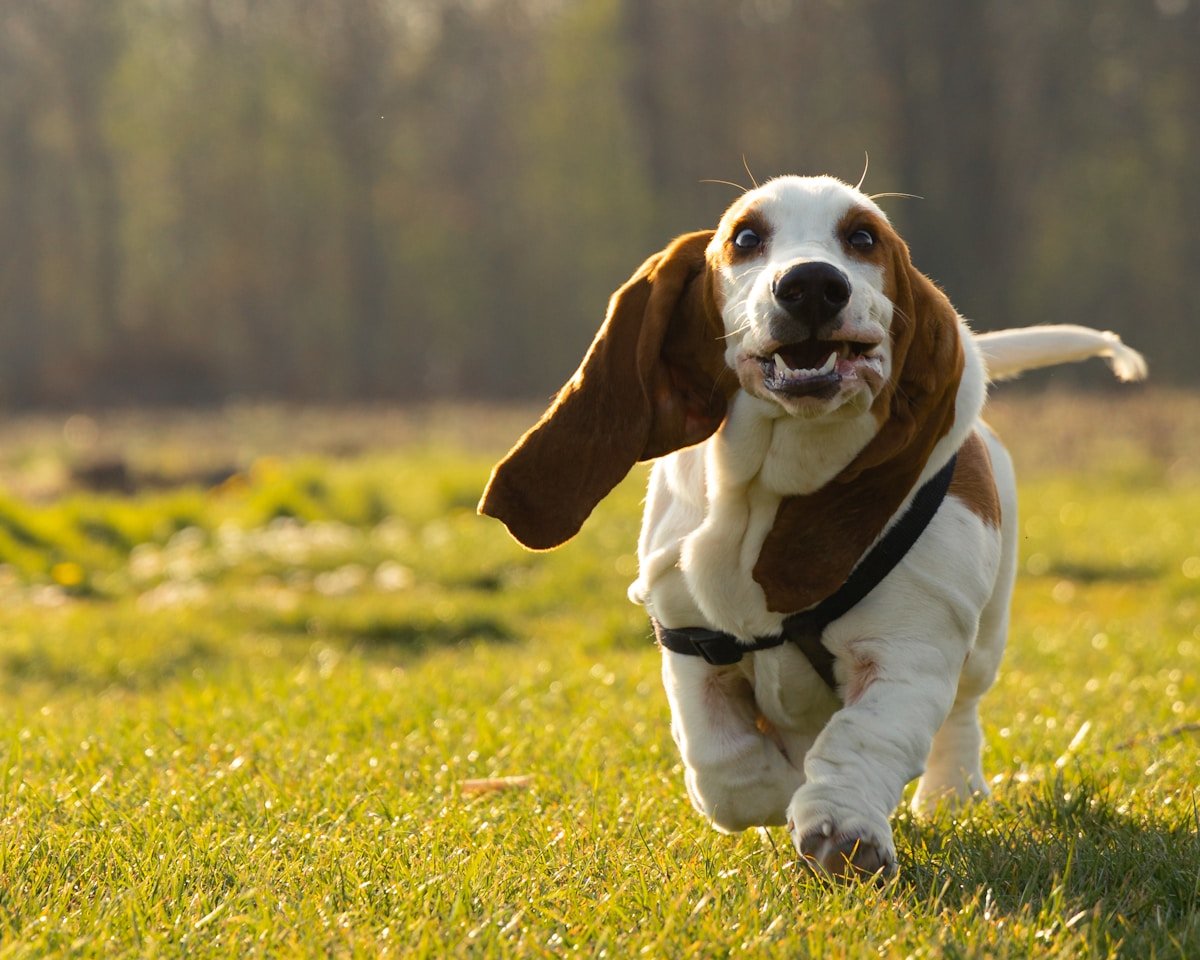 Basset cachorro correndo animado em um campo aberto com as orelhas ao vento