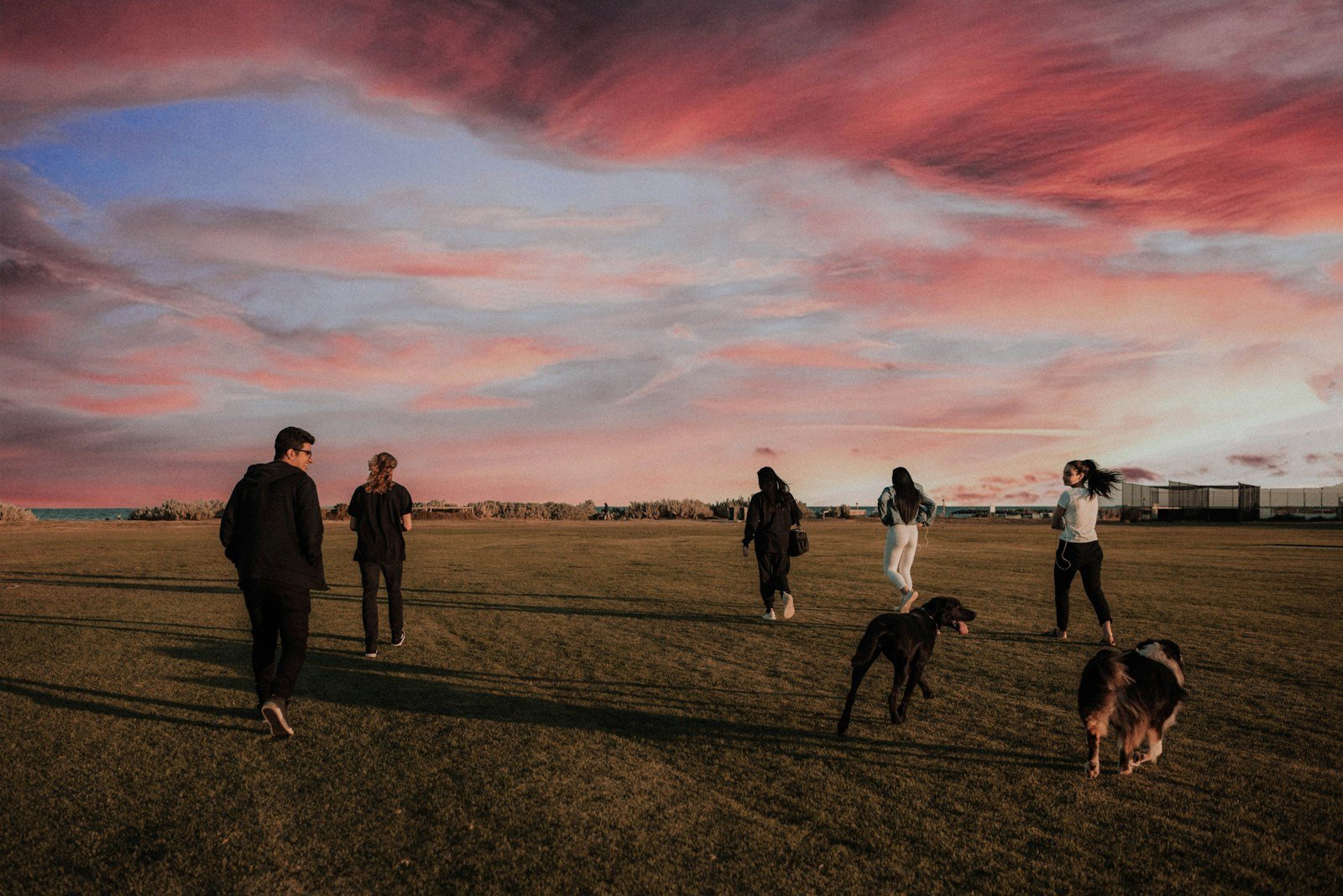 Benefícios de ter um cachorro em casa: grupo de amigos correndo com dois cães ao pôr do sol