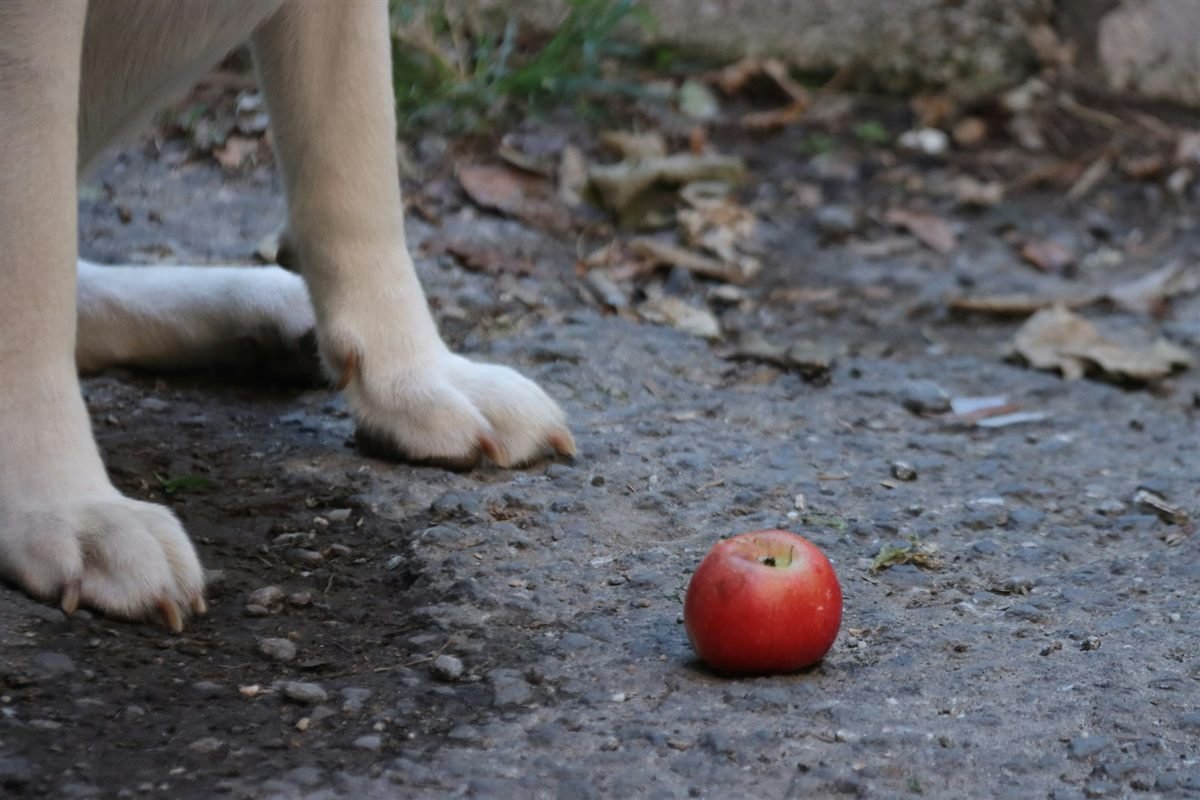 Patas de cachorro perto de maçã vermelha no chão