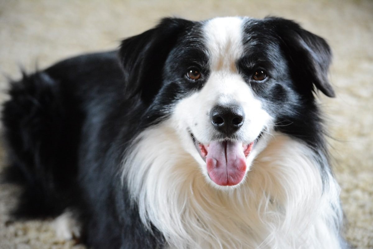 Border Collie: o cérebro em quatro patas que transforma energia em afeto Border Collie deitado em ambiente interno com a pelagem farta e bem cuidada