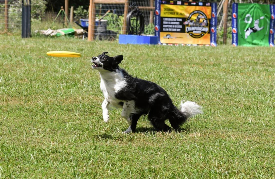 Border Collie: o cérebro em quatro patas que transforma energia em afeto Border Collie saltando no ar para pegar um disco durante brincadeira