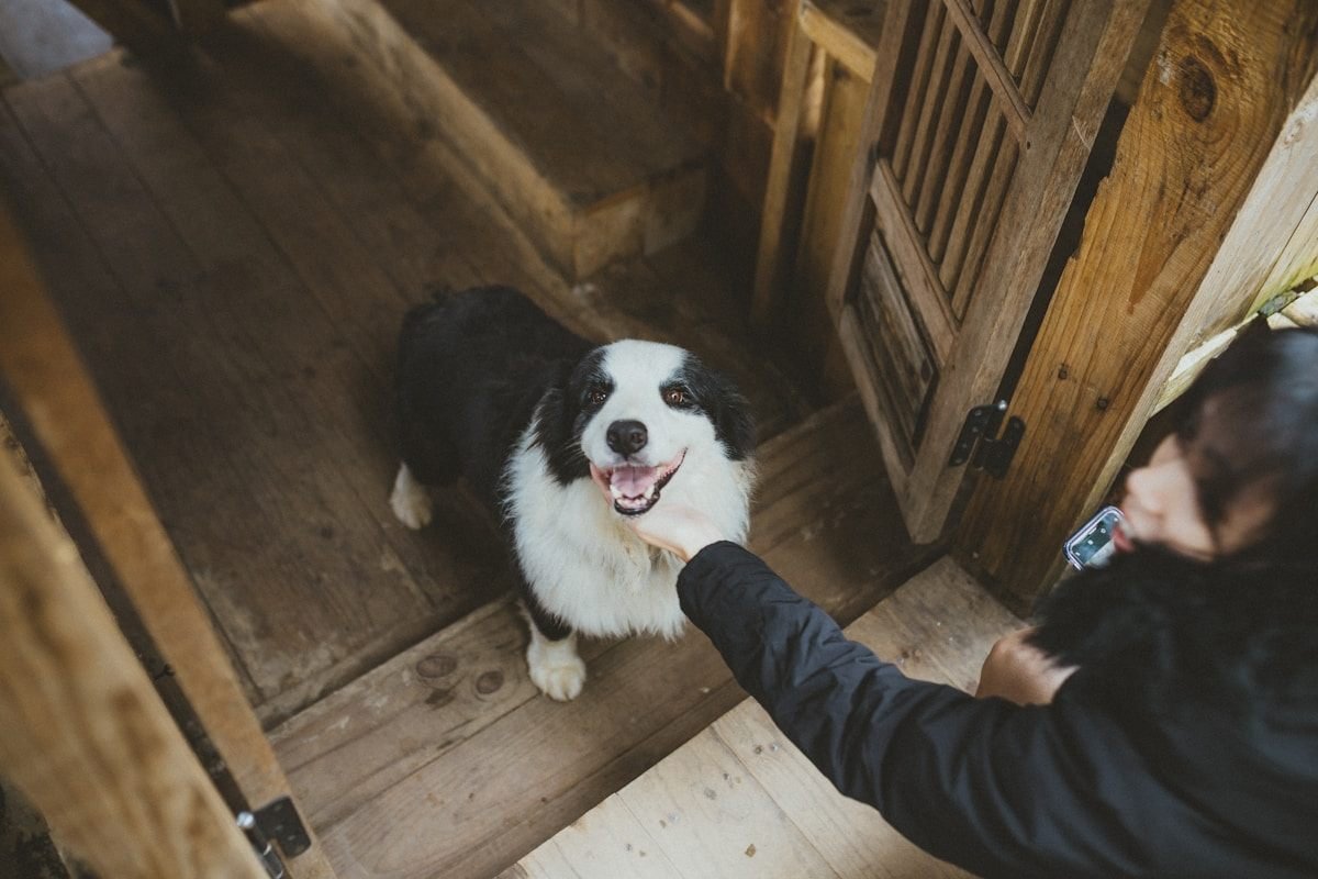 Border Collie: o cérebro em quatro patas que transforma energia em afeto Border Collie filhote recebendo carinho da mão do tutor em ambiente familiar