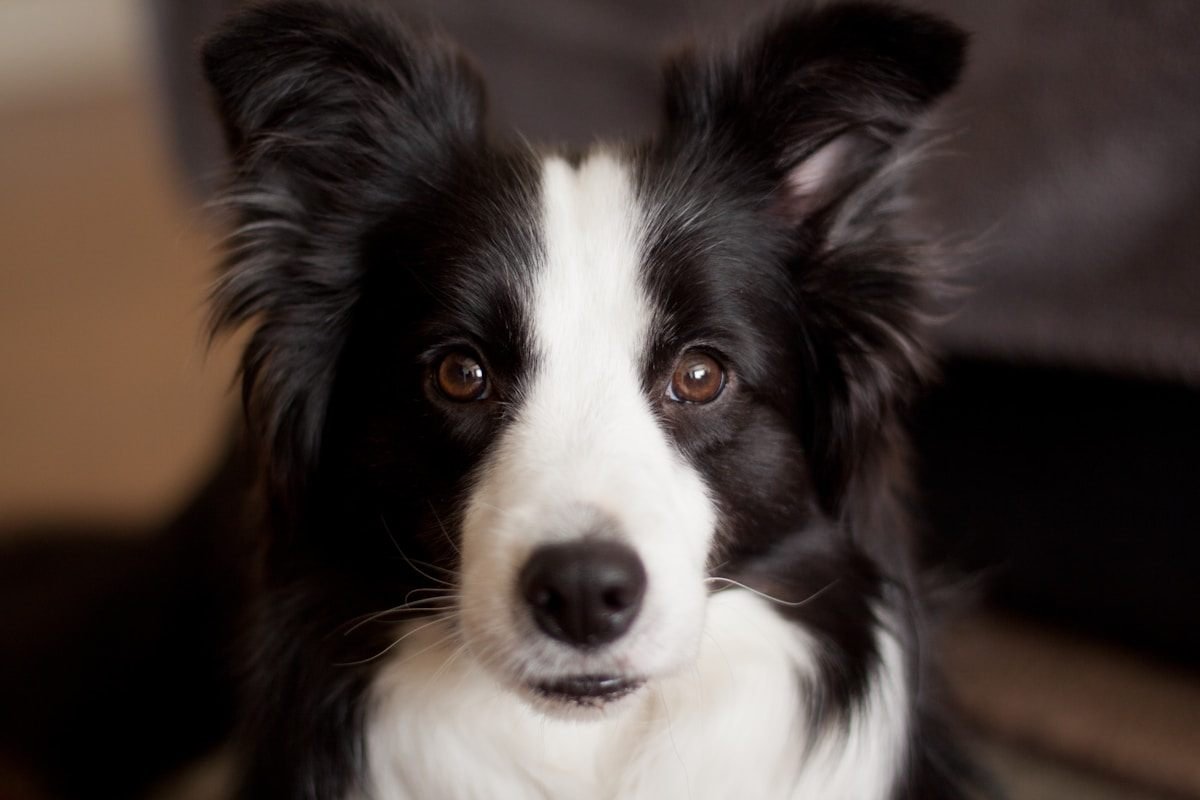 Border Collie: o cérebro em quatro patas que transforma energia em afeto Border Collie em close mostrando os olhos expressivos e as orelhas semieretas