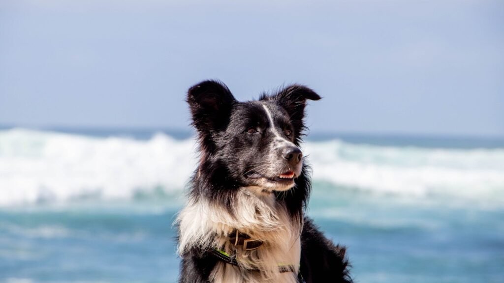 Border Collie de pelagem preta e branca observando o mar em dia ensolarado