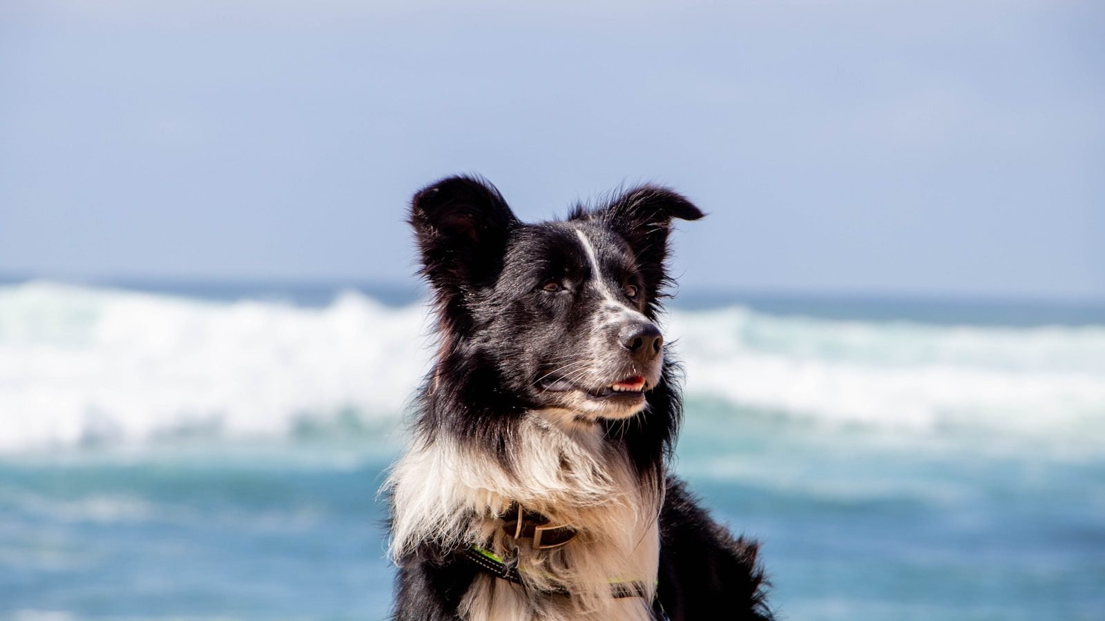 Border Collie de pelagem preta e branca observando o mar em dia ensolarado