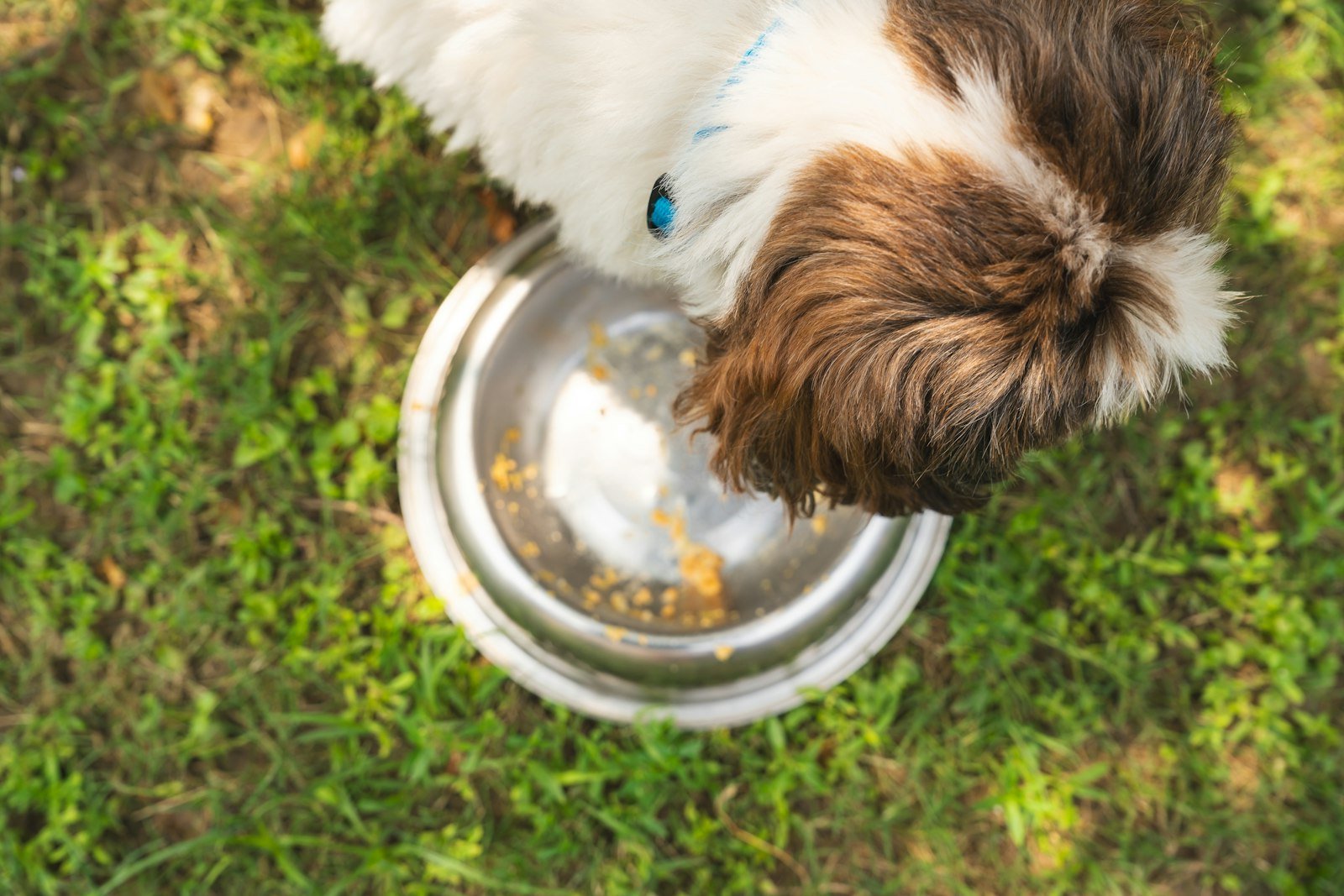 Cachorro com problema no fígado: cão de pelagem marrom e branca comendo em uma tigela no chão