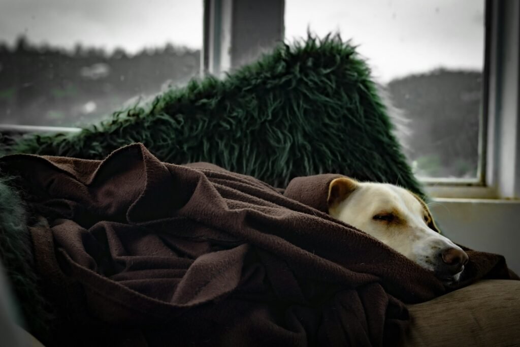 Cachorro com problema no fígado: cão branco de pelagem curta enrolado em cobertor marrom, deitado com aparência cansada