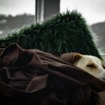 Cachorro com problema no fígado: cão branco de pelagem curta enrolado em cobertor marrom, deitado com aparência cansada