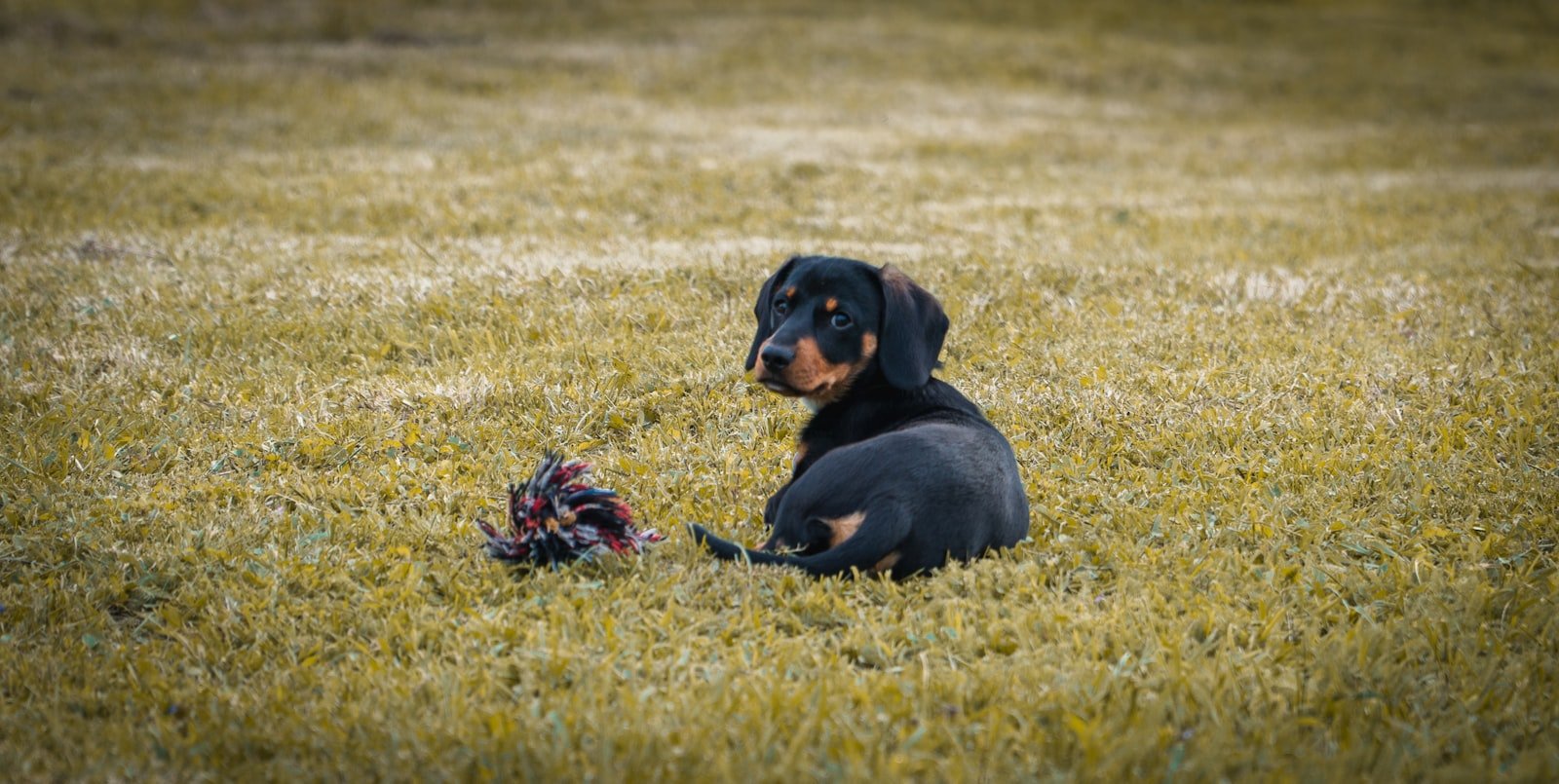 Cachorro com problema no fígado: cão de pelagem preta e castanha, raça predisposta a doenças hepáticas, deitado em campo verde