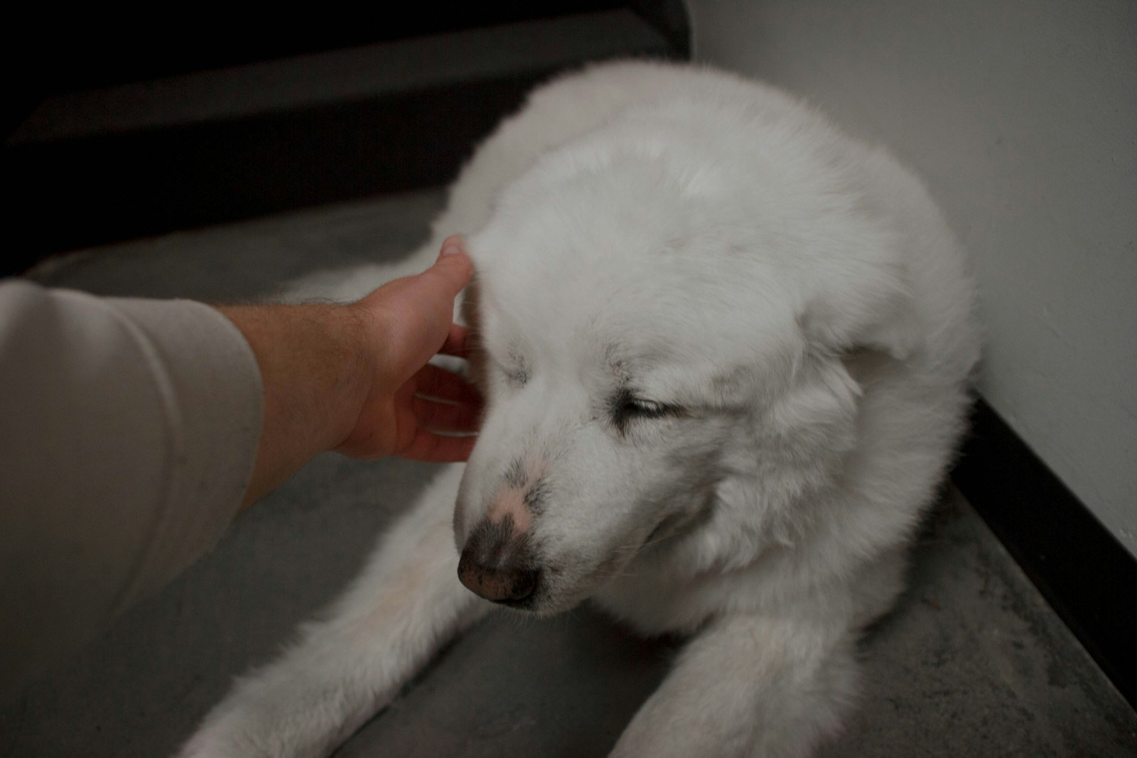 Cachorro com problema no fígado: tutor com a mão sobre um cão deitado, em gesto de cuidado e acompanhamento