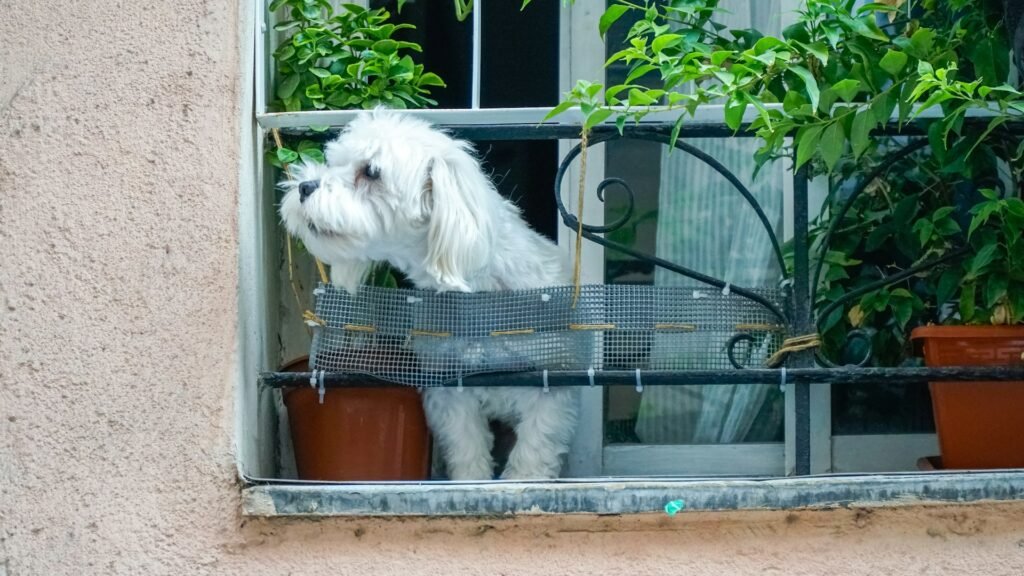 Cachorro e a lei: cão pequeno branco observando a rua atrás de uma tela de proteção na varanda de apartamento