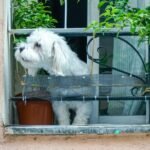 Cachorro e a lei: cão pequeno branco observando a rua atrás de uma tela de proteção na varanda de apartamento