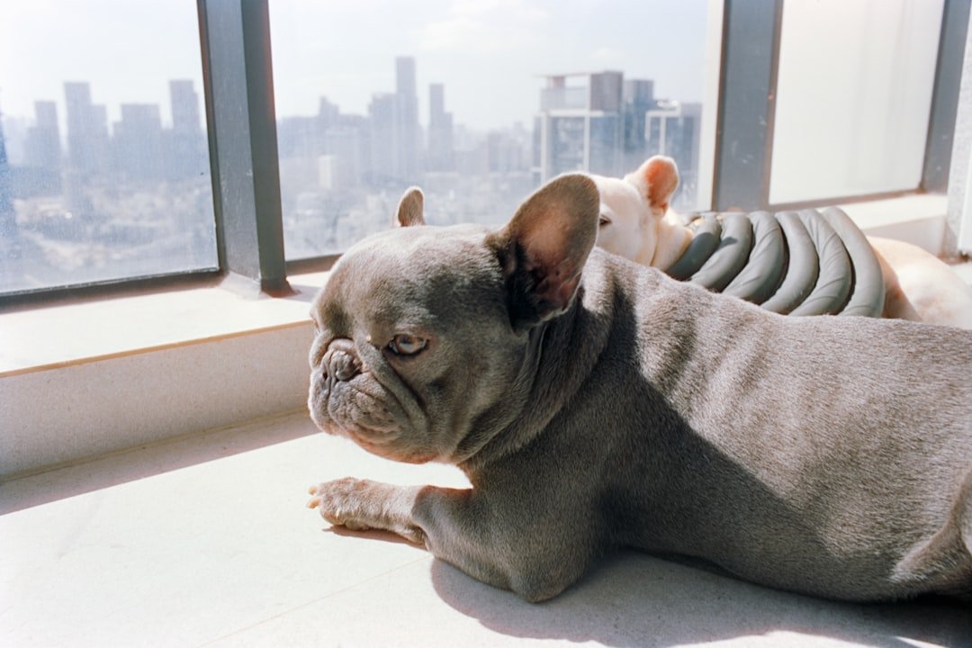 Cachorro em condomínio: dois bulldogs franceses deitados junto à janela com vista da cidade