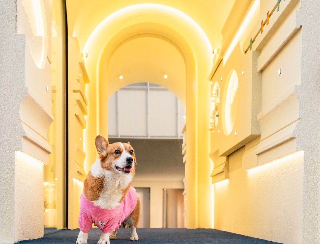 Cachorro em condomínio: corgi com roupinha rosa caminhando por hall decorado do edifício