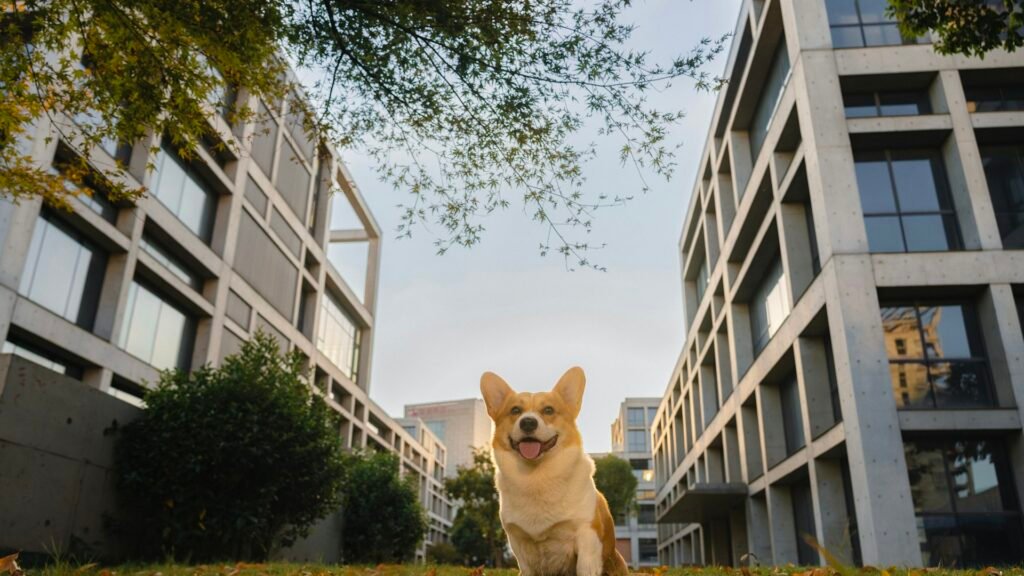 Cachorro em condomínio: corgi sentado no gramado entre dois prédios residenciais modernos