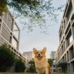 Cachorro em condomínio: corgi sentado no gramado entre dois prédios residenciais modernos