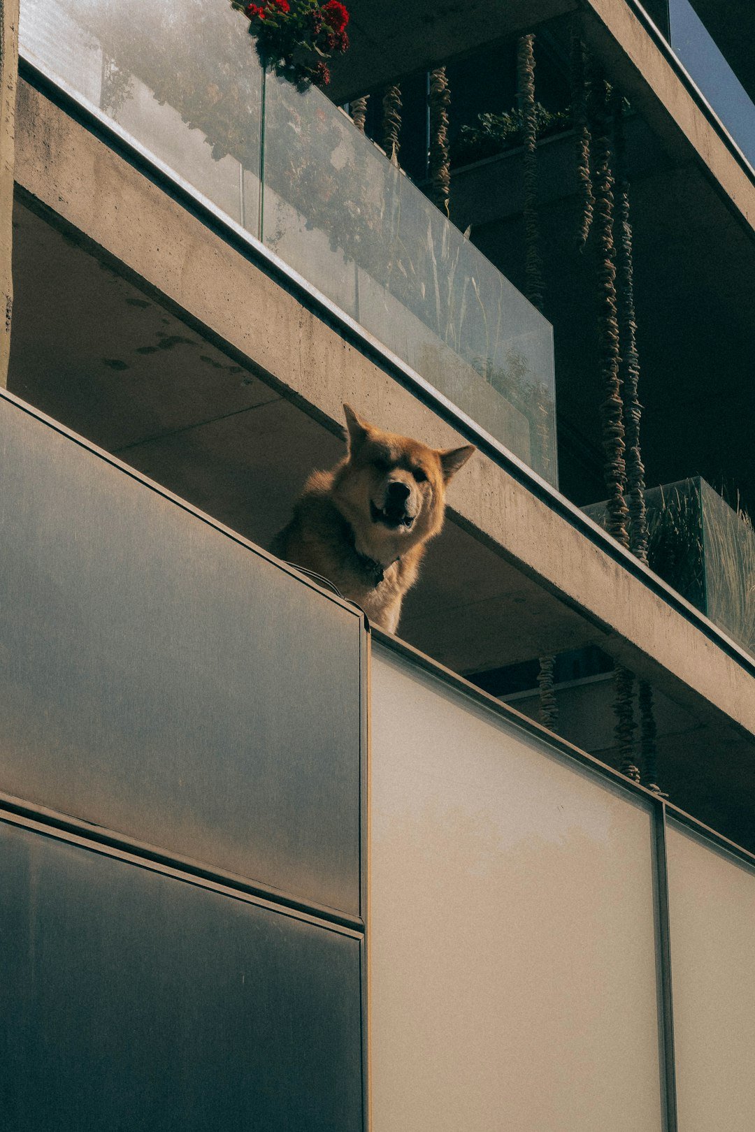 Cachorro em condomínio: cachorro apoiado na grade da varanda observando o prédio vizinho