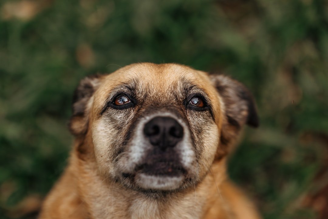 Cachorro fica te encarando espiritualmente: cachorro idoso em closeup, olhando para cima com expressão atenta