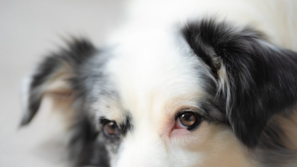 Cachorro fica te encarando espiritualmente: closeup dos olhos castanhos de um cao branco e preto olhando fixamente para a camera