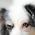 Cachorro fica te encarando espiritualmente: closeup dos olhos castanhos de um cao branco e preto olhando fixamente para a camera